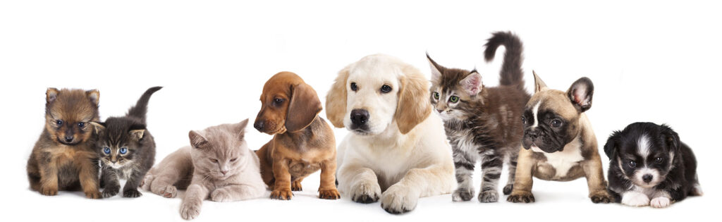 Percorsi di Formazione IAA centro "Pet Therapy" - Macerata